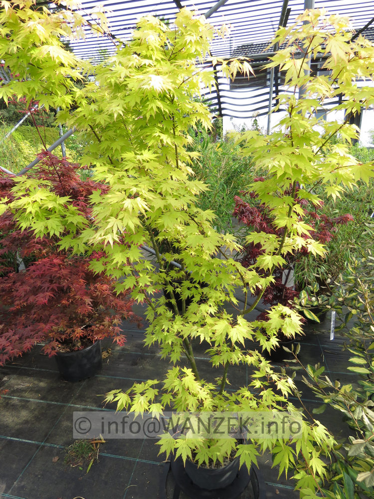 Acer palmatum Orange Dream - Austrieb im Schatten01.JPG